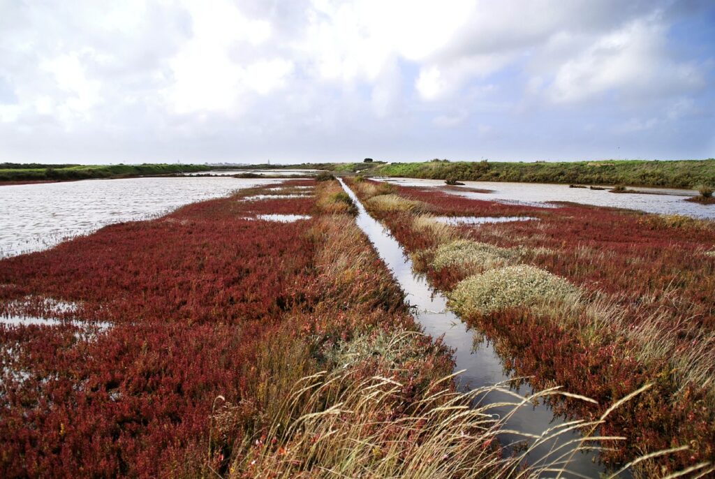 marsh, salty, guerande